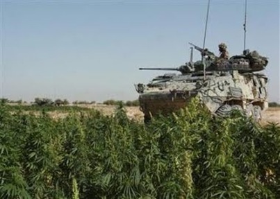 canadian-tank-taliban-weed