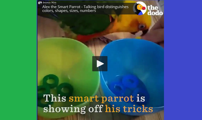 Alex the Smart Parrot - Talking bird distinguishes colors, shapes, sizes, numbers